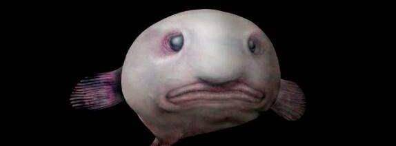 动物世界中千奇百怪的大鼻子,丑陋却实用_海豹_树蛙_锯齿