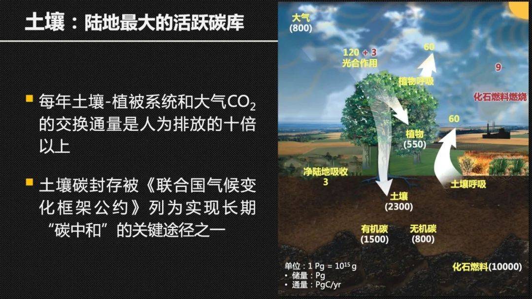 【cc讲坛】冯晓娟 :土壤碳封存——我们脚下的碳中和方案_生物_木质素
