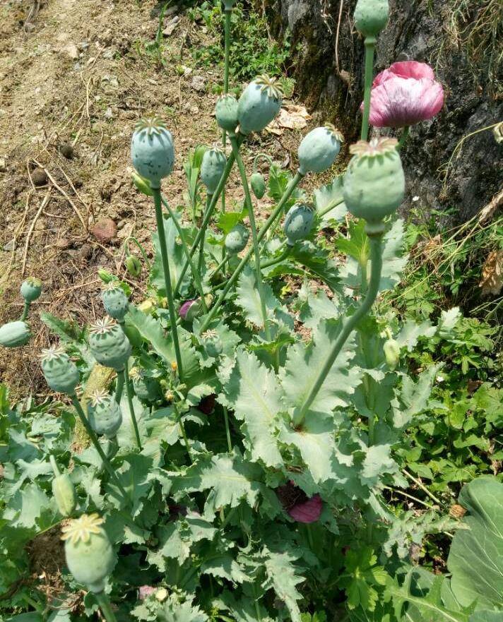 如果家里种有罂粟,赶紧割掉吧,不然麻烦就大了_种植_老人_时候