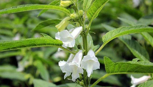 八月芝麻花盛开时,治疗冻疮很有用,网友:我怎么不知道_效果_功效_自然