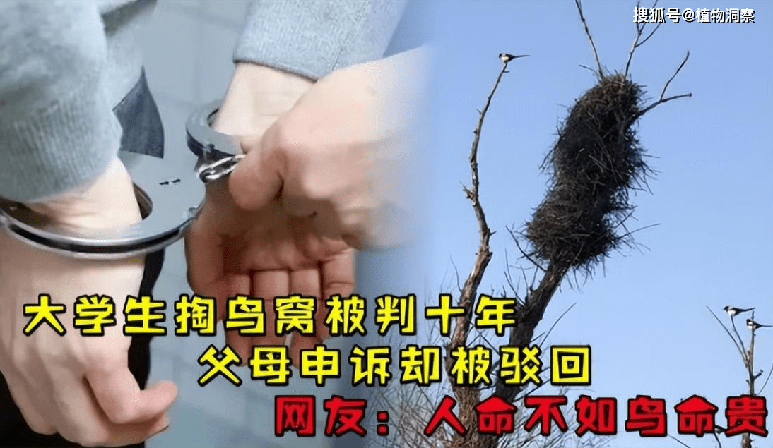 大学生掏鸟被判10年半,当事人5月底出狱,回溯案件始末!