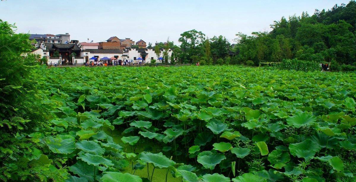 浙江江山"最低调"的千年古村,身为5a景区,但很多游客不知道_清漾_青龙