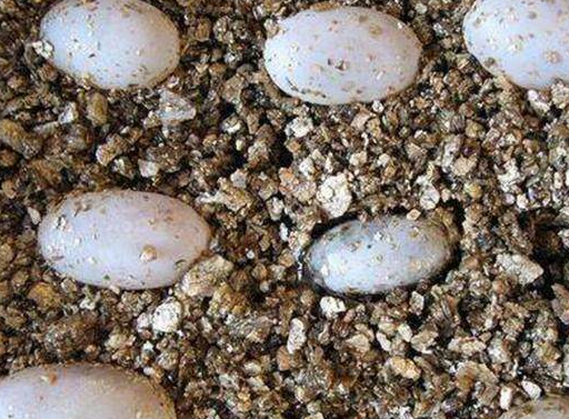 小哥春游捡回一窝蛋,几天后竟孵出这家伙,吓得小哥浑身打颤_蜥蜴_带