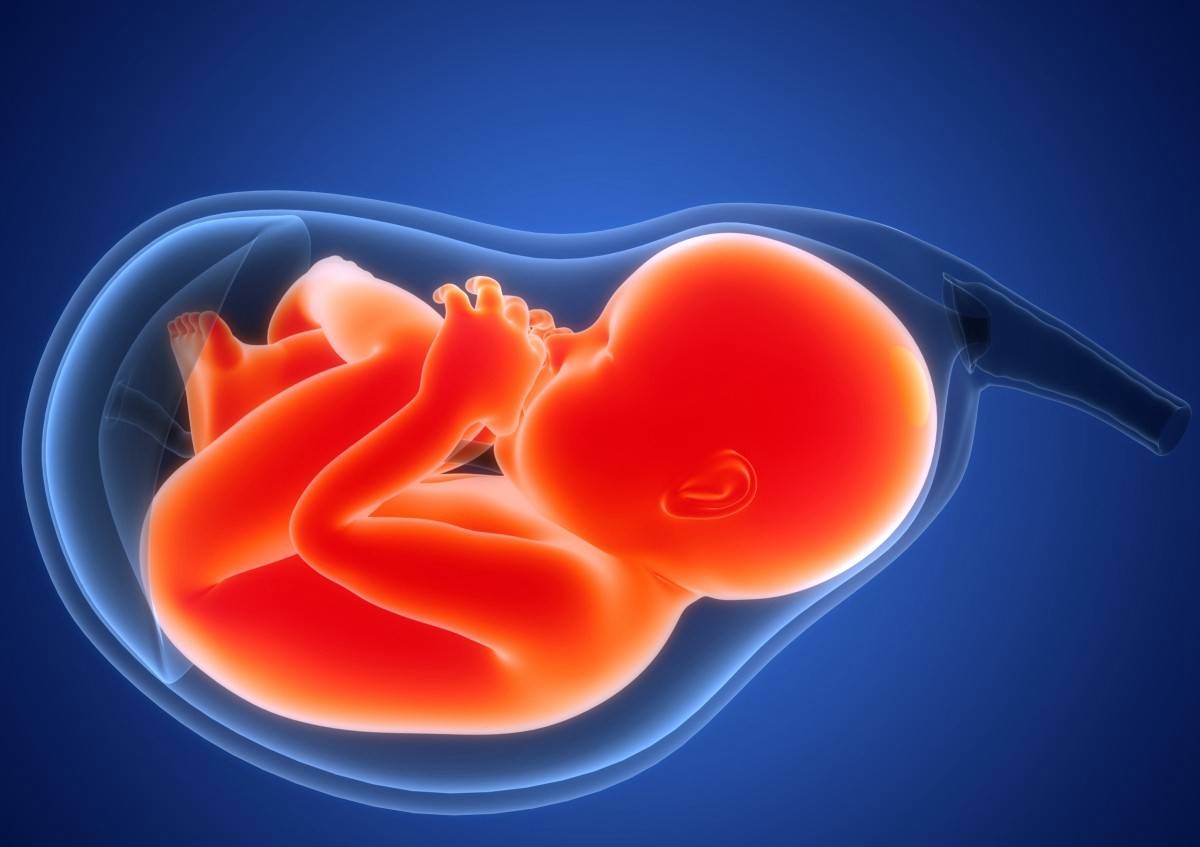 受精卵是怎么变成胎儿的 孕妇早期需要注意哪些事项