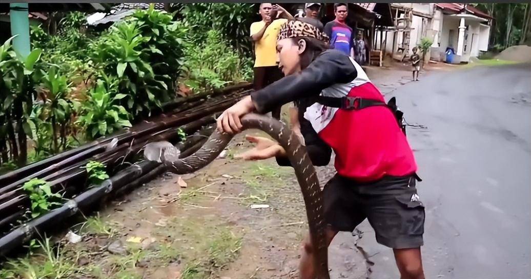 母蛇_公蛇循_气味