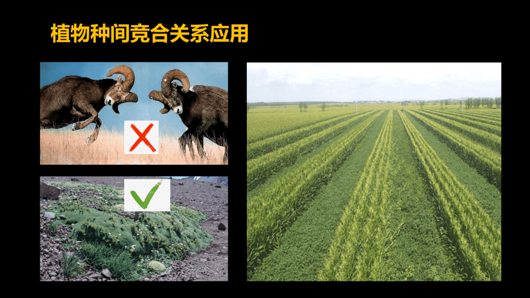 种间关系化感图片