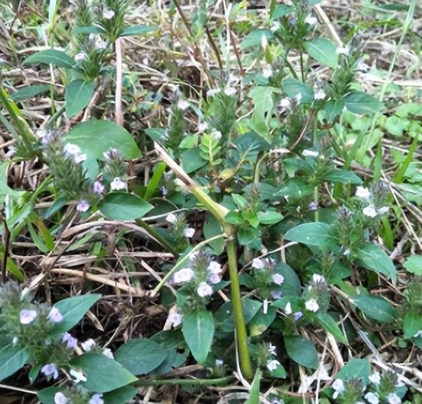 常生于老屋周围的孩儿草,别被它外貌所欺骗,价值让你意想不到!