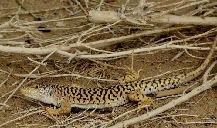 接着上次的主题先讲讲蜥蜴,价格低廉的蜥蜴有很多种,热门品种有丽纹龙