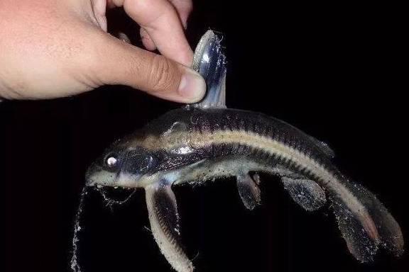 沙滩_亚马逊_当地人