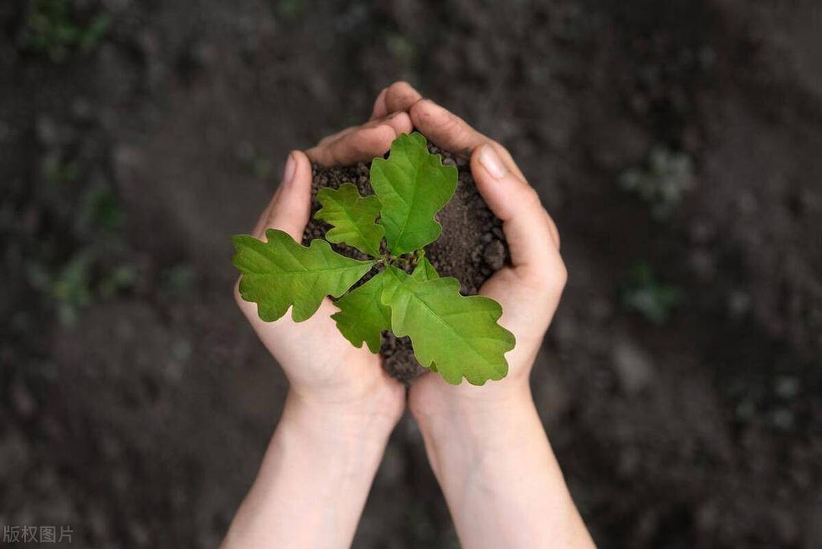 跨越物种的共生:从植物角度探究人类与植物之间的关系_保护_繁殖_进行