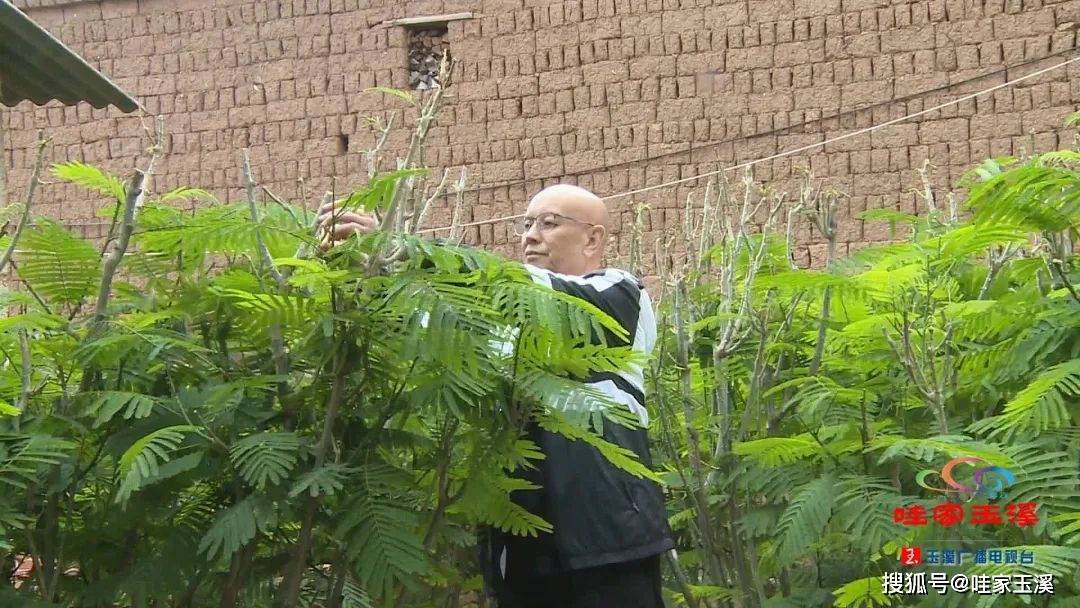 闻着臭 吃着香~种这东西还是增收的好路子_臭菜_通海县_种植户