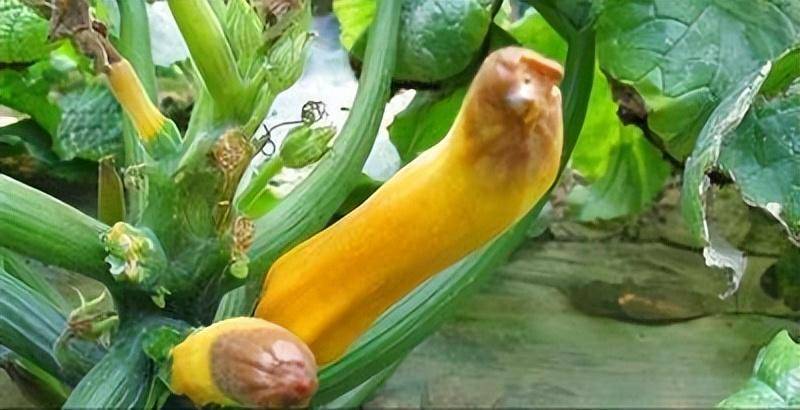 西葫芦绵腐病咋防治_发展_栽培_椭圆形