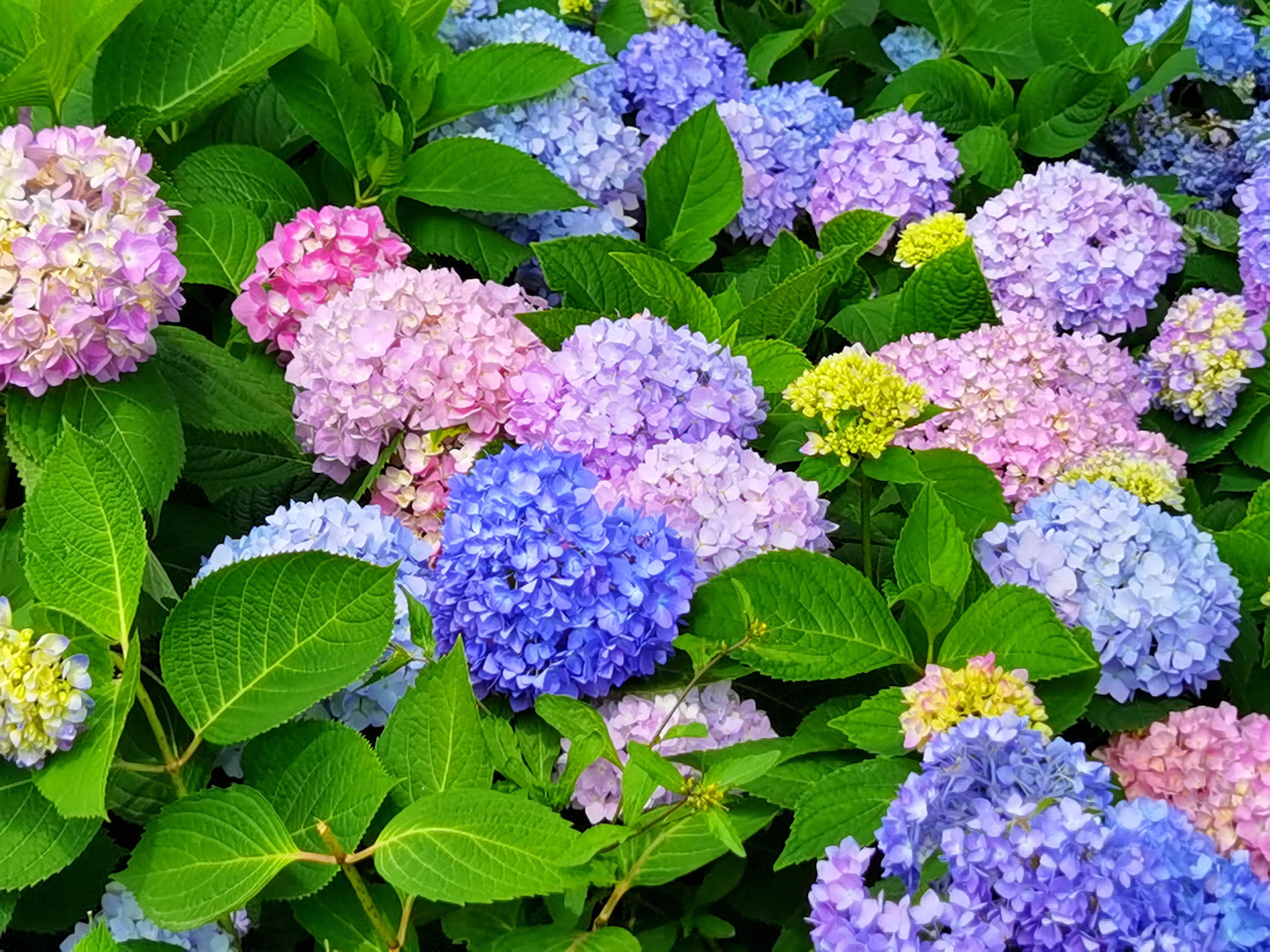 绣球花 花界大脸萌妹