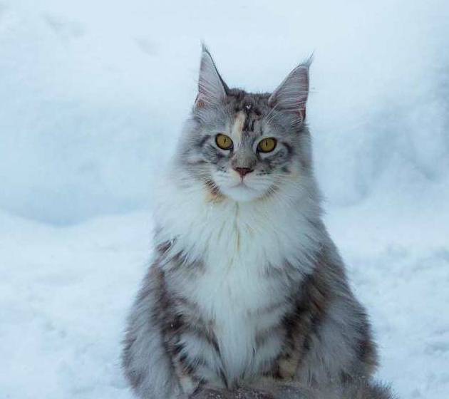 貓的外表狗的性格,威武帥氣緬因貓,冰天雪地中的大尾巴精靈!