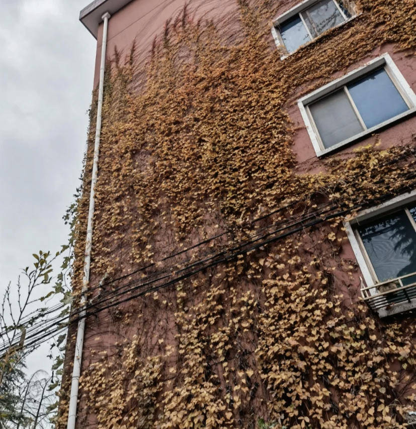 养花神器"草木灰",养花,养多肉,杀虫消菌,便宜又好用_种植_植物_墙壁