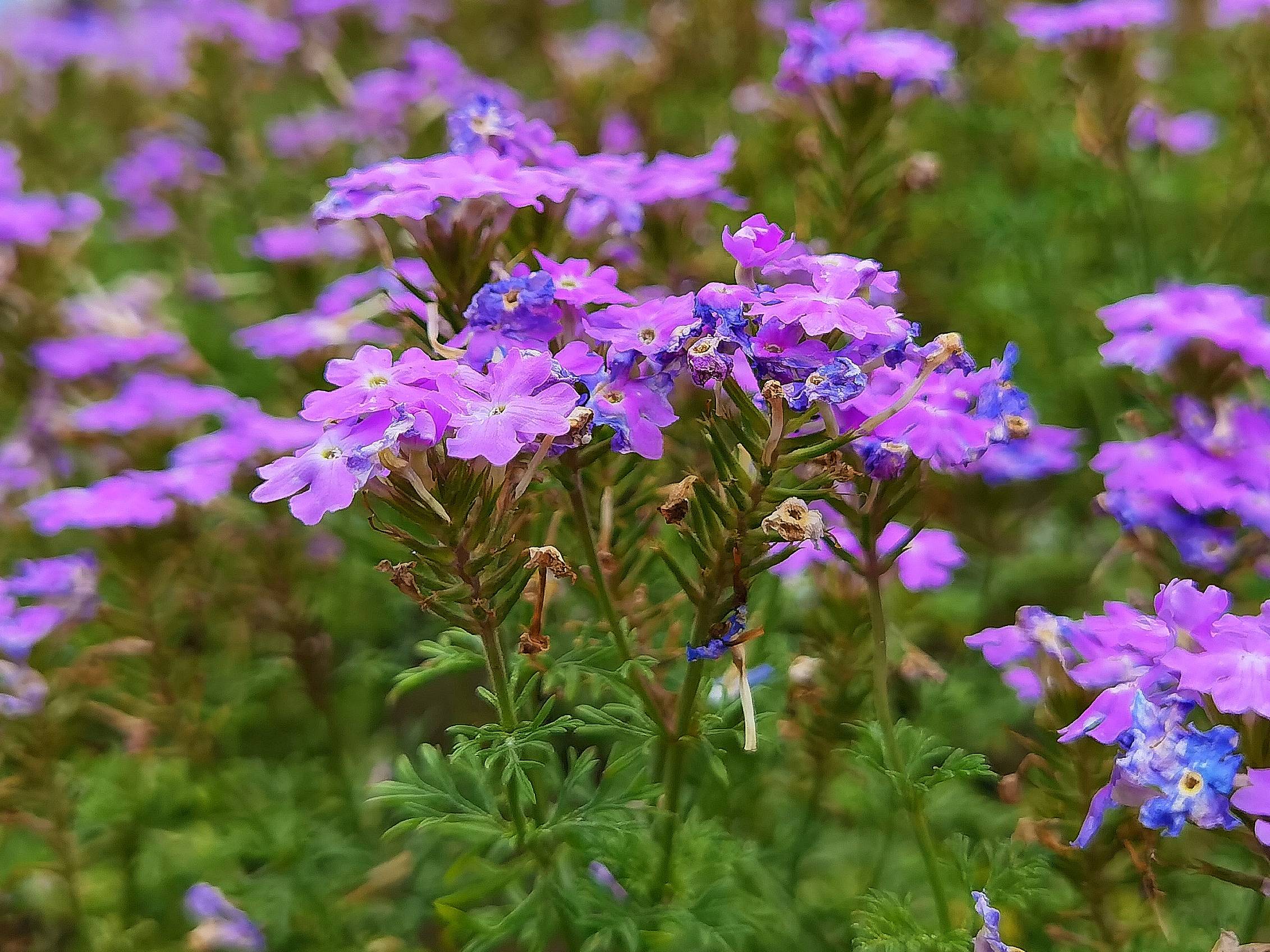 美女樱:花界夏姬,她的碎花裙子在烈日之下轻舞飞扬