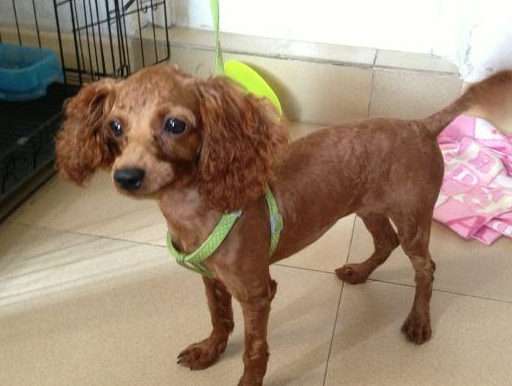 剃光毛的泰迪很容易出现自卑的心理情绪,严重还会出现抑郁的可能,而且