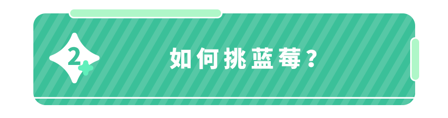 蓝莓的功效与作用禁忌人群 蓝莓如何挑选(附怎么洗才干净)