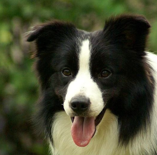 邊境牧羊犬怎麼挑選,一般能長多大,它到底好不好養?_狗狗_人類_標準