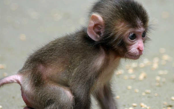 搞笑幽默图片段子笑话:刚出生的小猴子,太可爱了!_蚂蚁_平安_女人