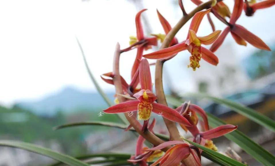 农妇掐走两株花茎,赔8万罚5千判3缓4,兰花有多名贵?_夏某_汪某称_妻子