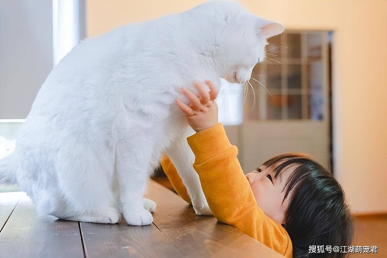 猫咪和人在一起久了,真的能听懂人话吗?真相来了!_语言_小咪_家伙