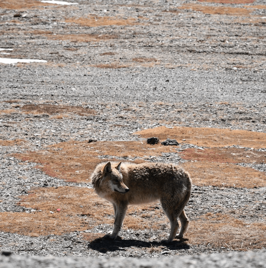 丨深入可可西里无人区 探秘神秘敦德冰川 这样的旅行