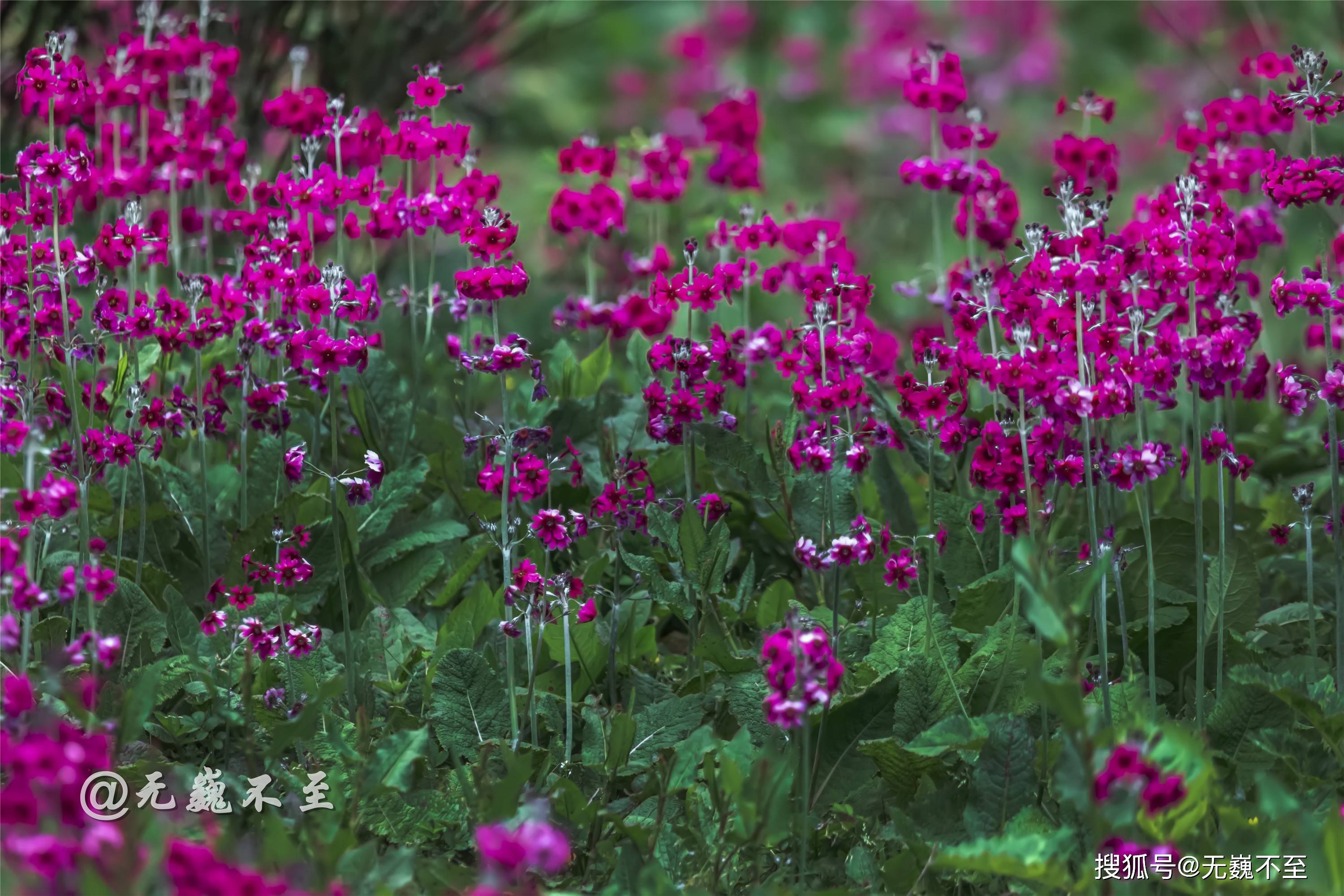 雅安汉源桌子山,粉被灯台报春花开,马卧花丛乐翻天
