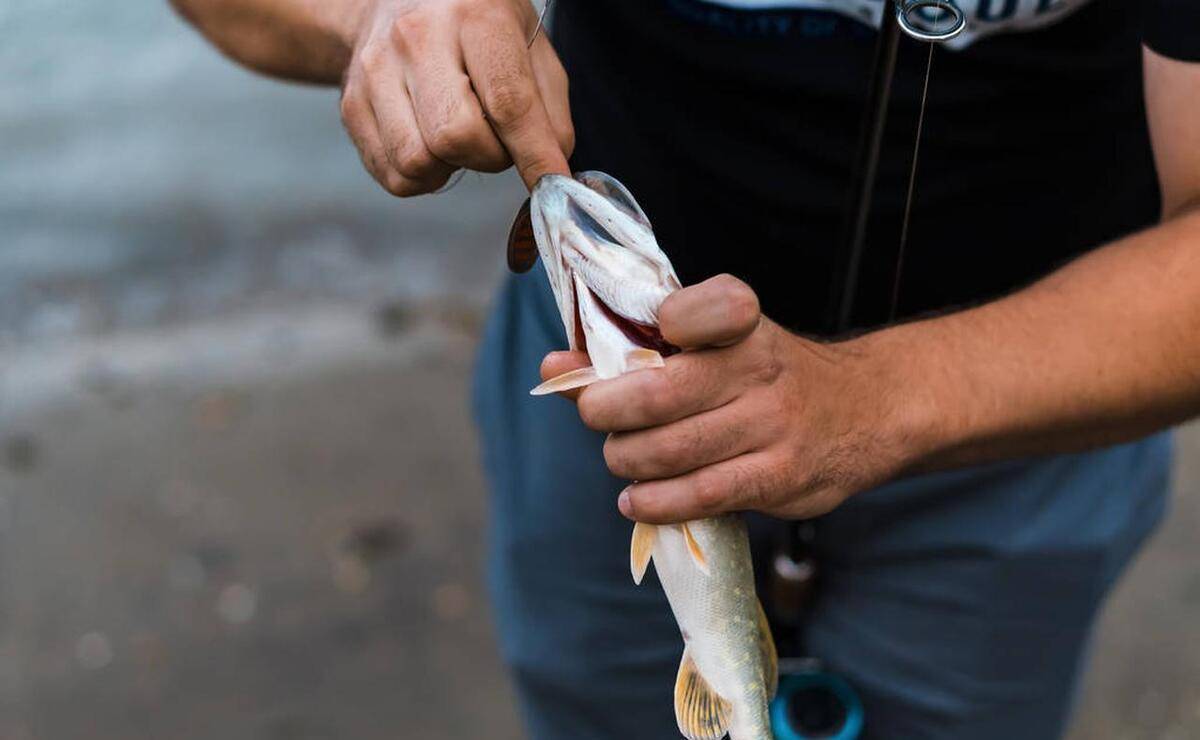 飞蝇钓更好吗?4个方面详解_区别_优缺点_进行