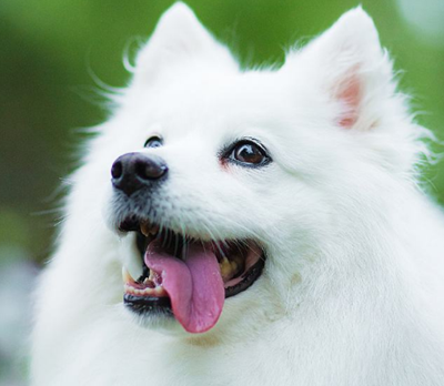 银狐犬需要去泪痕吗,银狐犬不去泪痕可以吗_狗狗_眼睛_主人