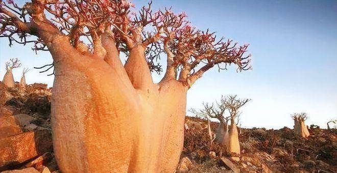 非洲猴面包树有多"万能"?