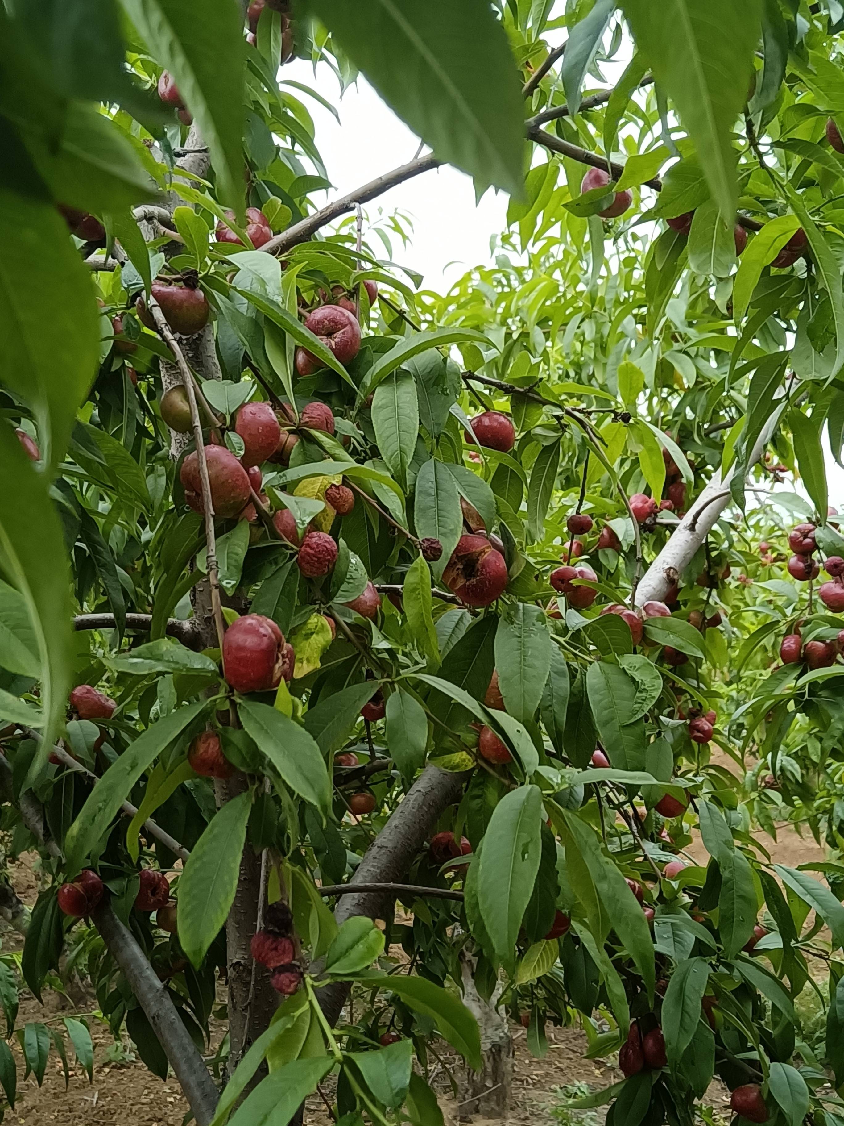 平顶山市生态园简介图片