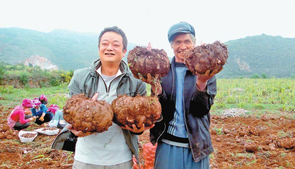 富源魔芋——"土疙瘩"变身"金元宝"_种植_加工_富村镇