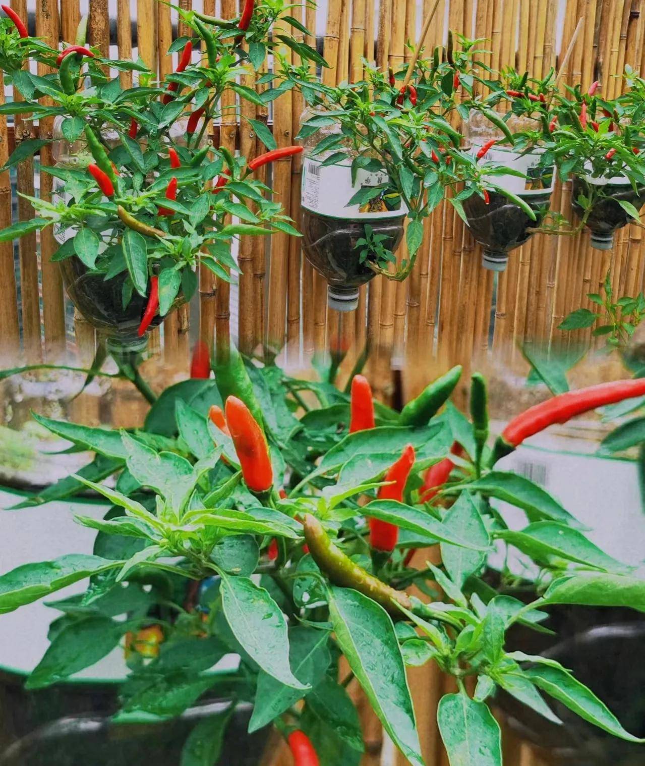 塑料瓶做法:种植辣椒的饮料瓶,做法和种植生菜的做法不太一样.