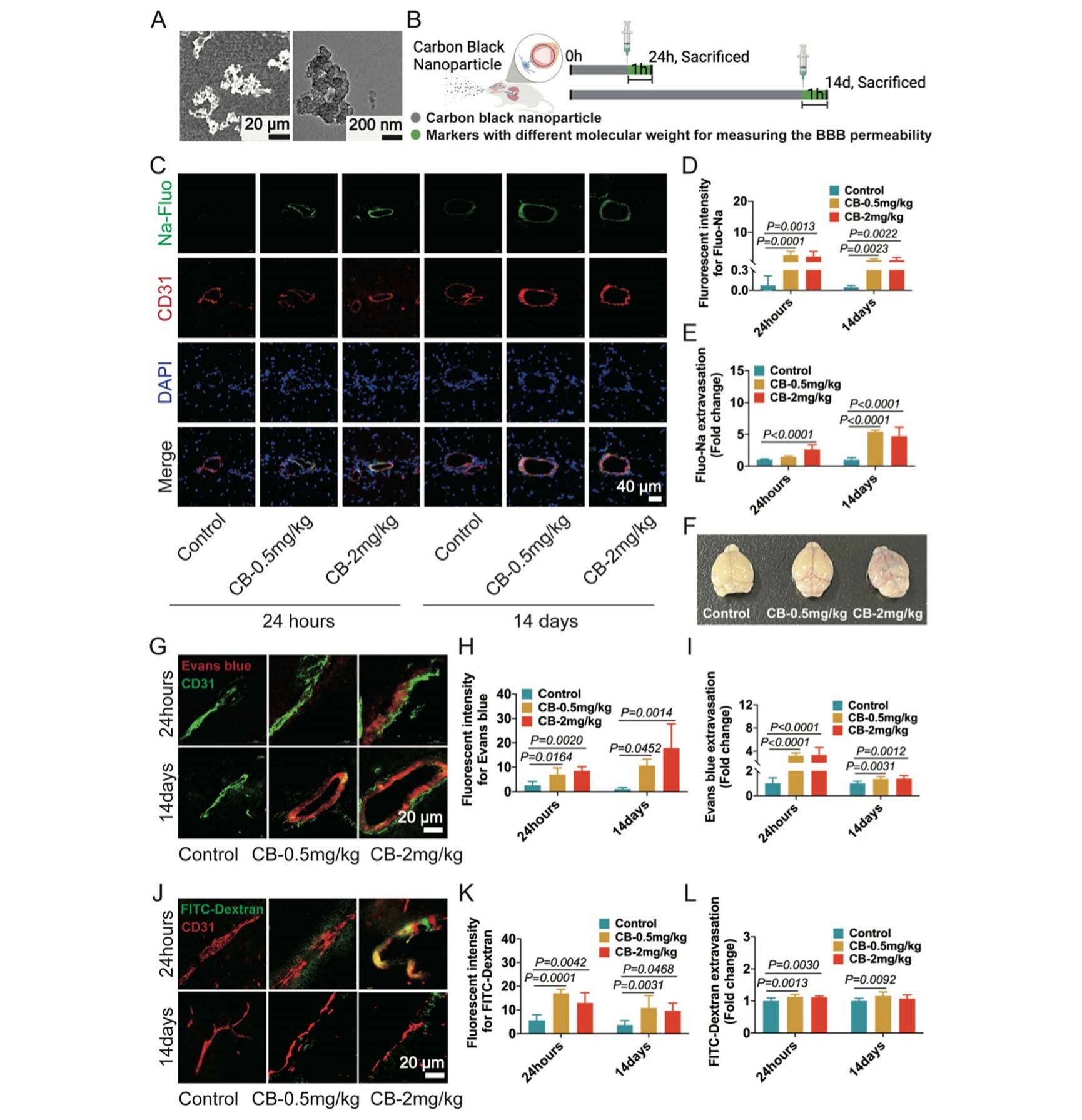 通过三种不同分子质量(fluo-na, mw=376 da;evans blue, mw=961 da