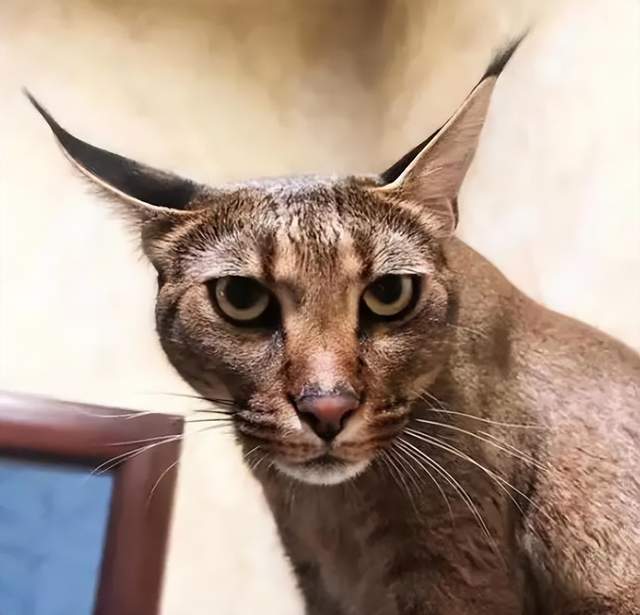 四肢站立与人齐腰,跟狞猫交配而来_卡勒拉_物种_耳朵