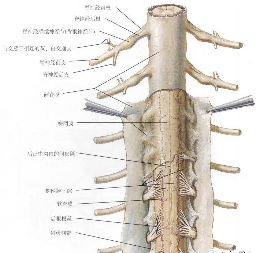 腰椎神经根支配区域图图片