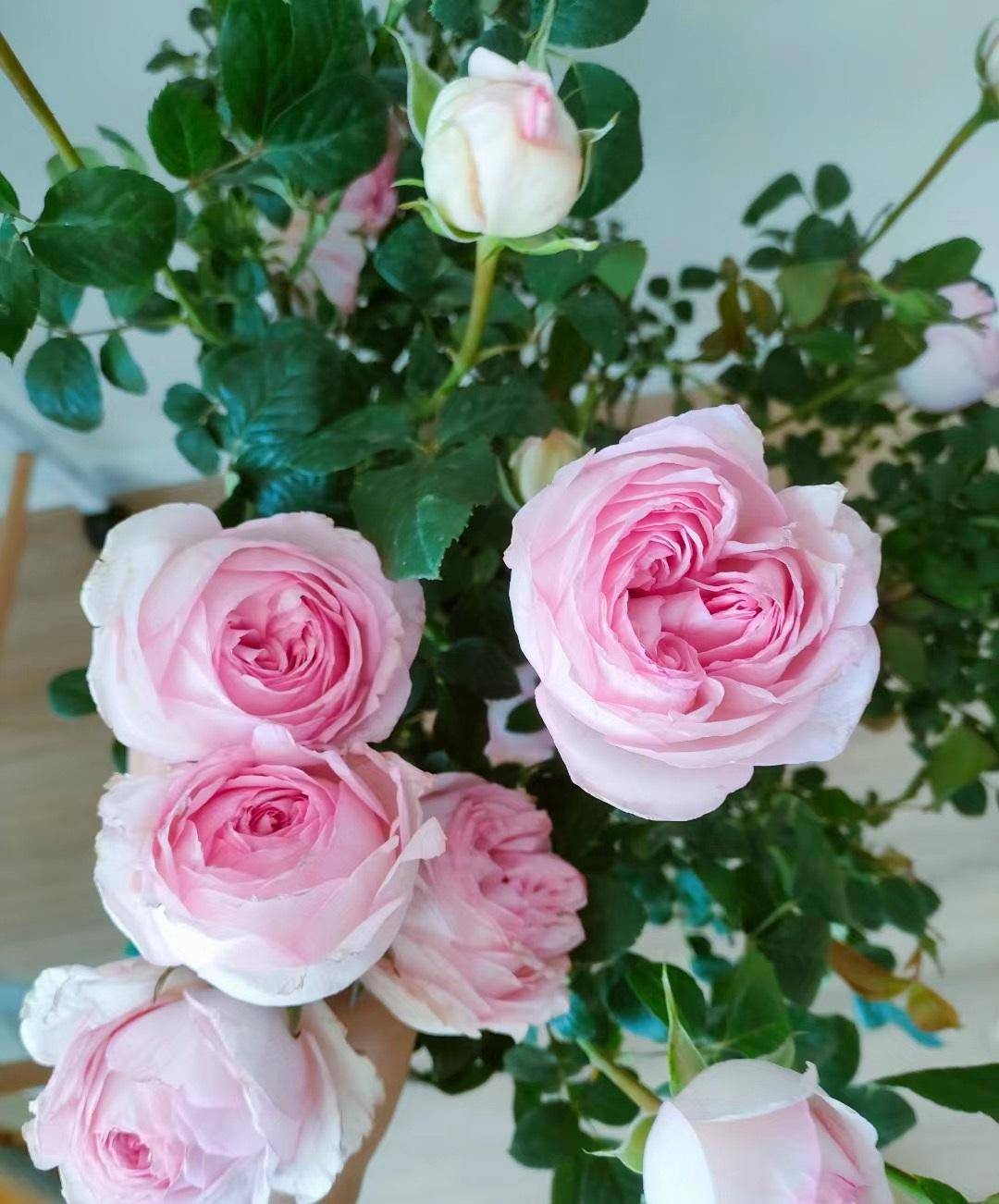 月季花"婚礼盒子",色香俱全,花量超多,耐阴,北阳台亦能养_伊芙_品种