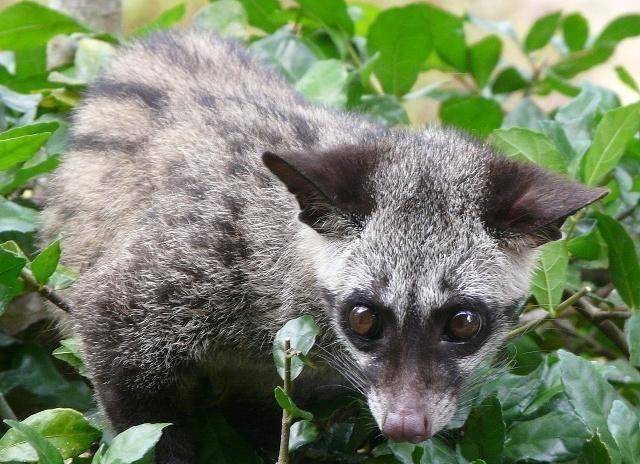 果子狸_什么_原著