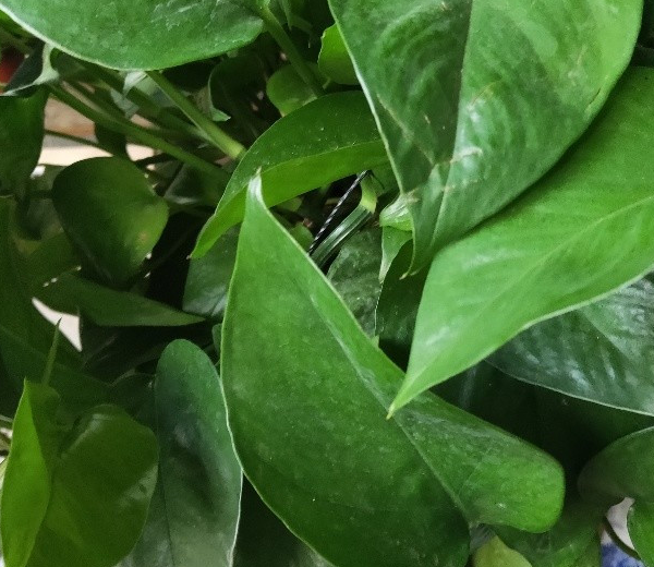 而西瓜皮,柚子皮的使用方法是一致的,把它们全都剁碎,然后放入榨汁机