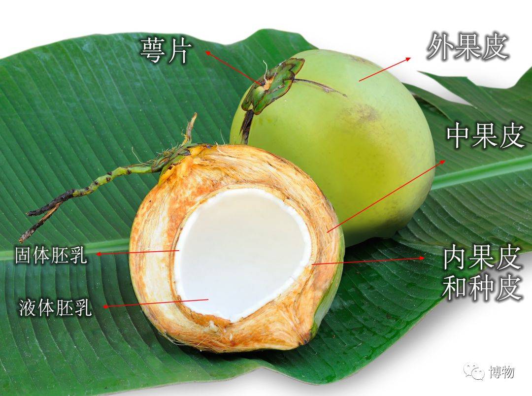 椰子的构造说明图图片