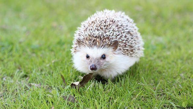 刺猬的肉能吃吗?吃刺猬对身体有什么好处?