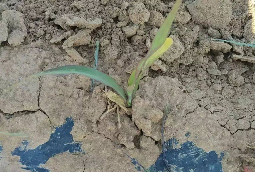 玉米苗枯病的产生原因及防治方法_发病_土壤_根系