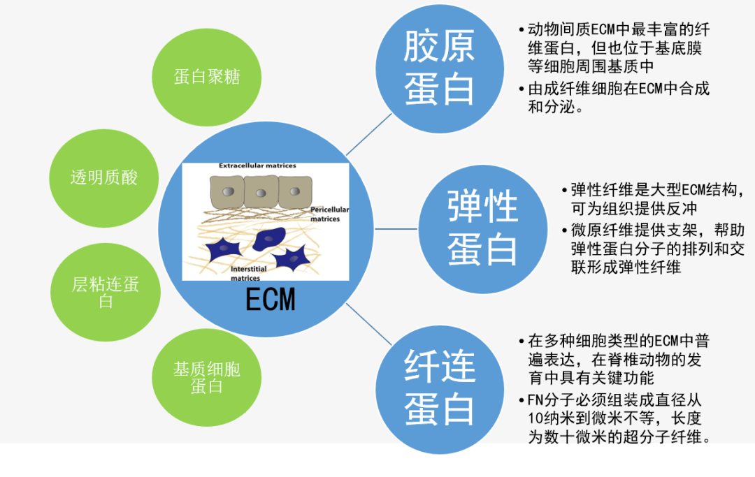 「生物活性蛋白」最全机理总结 | 会议回顾_功效_皮肤_细胞