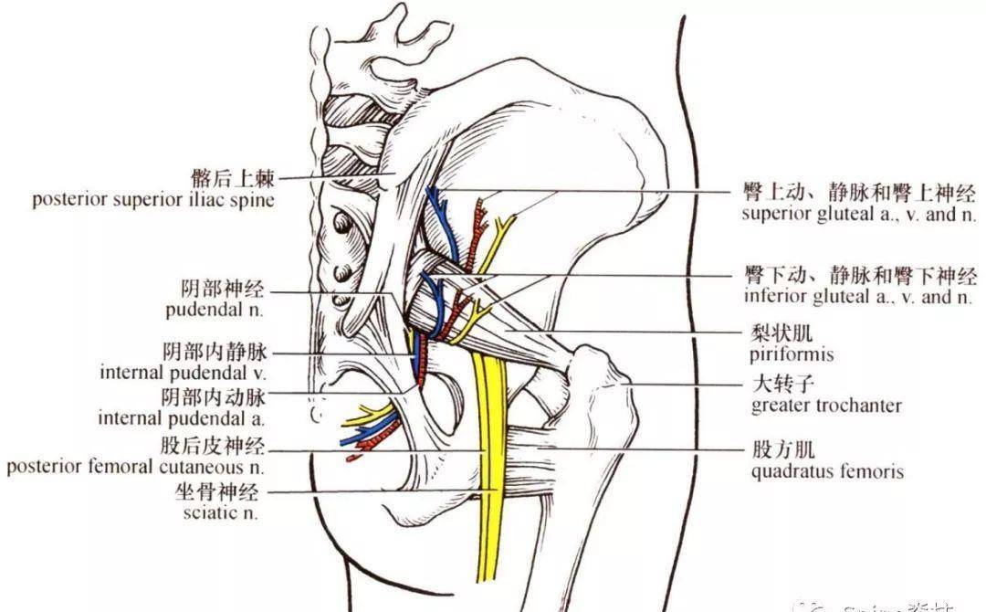 muscle)起于s2