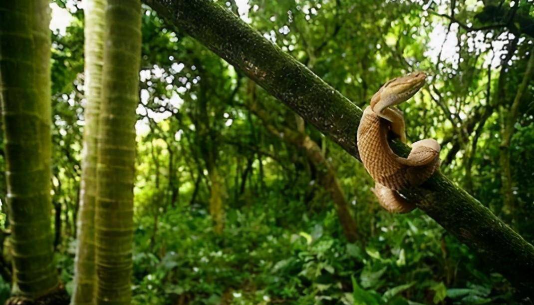 巴西蛇島每平方米5條蛇,島上毒蛇比陸地近親毒5倍,成為人類禁地_馬達