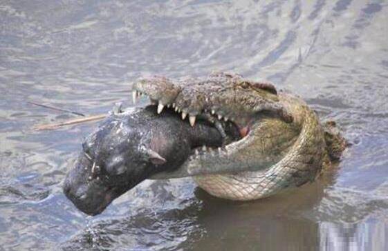 看看如今最大的鳄鱼,你就知道普鲁斯鳄有多恐怖了.