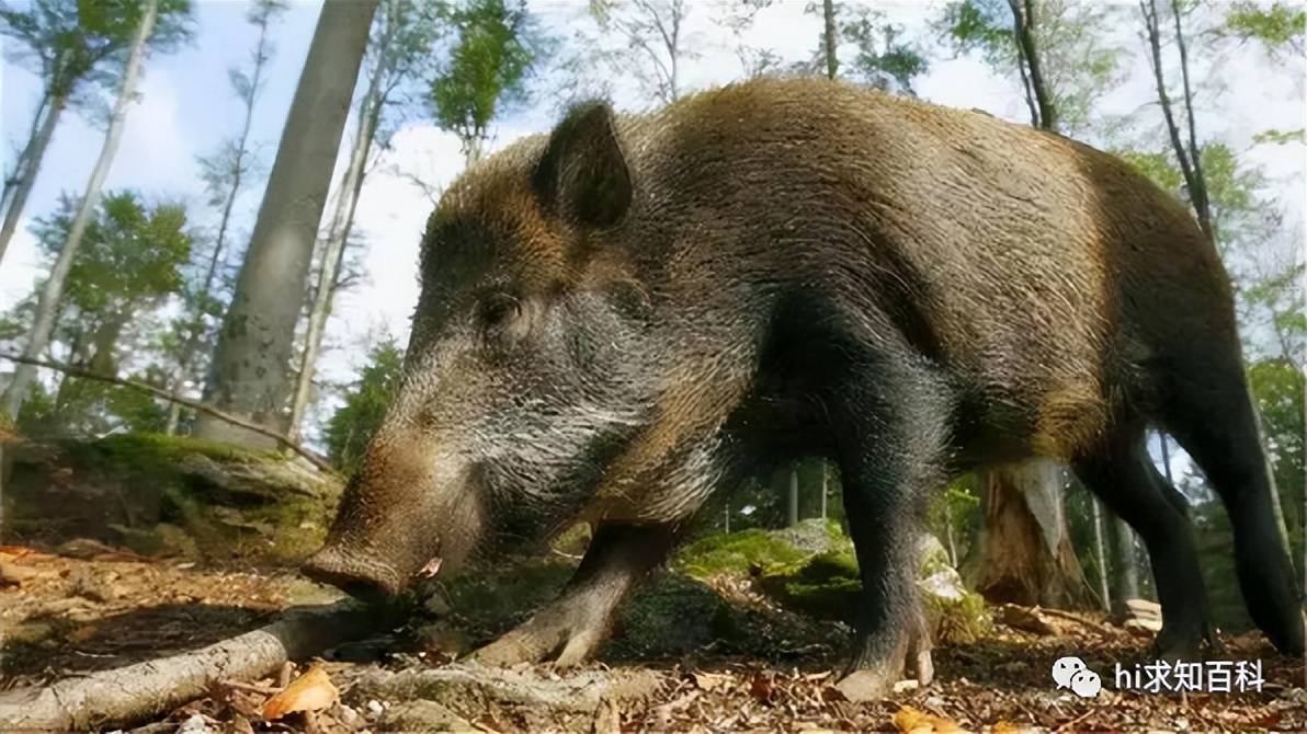 福岛野猪泛滥数万头,变异且有放射性,如果它们扩散怎么办?