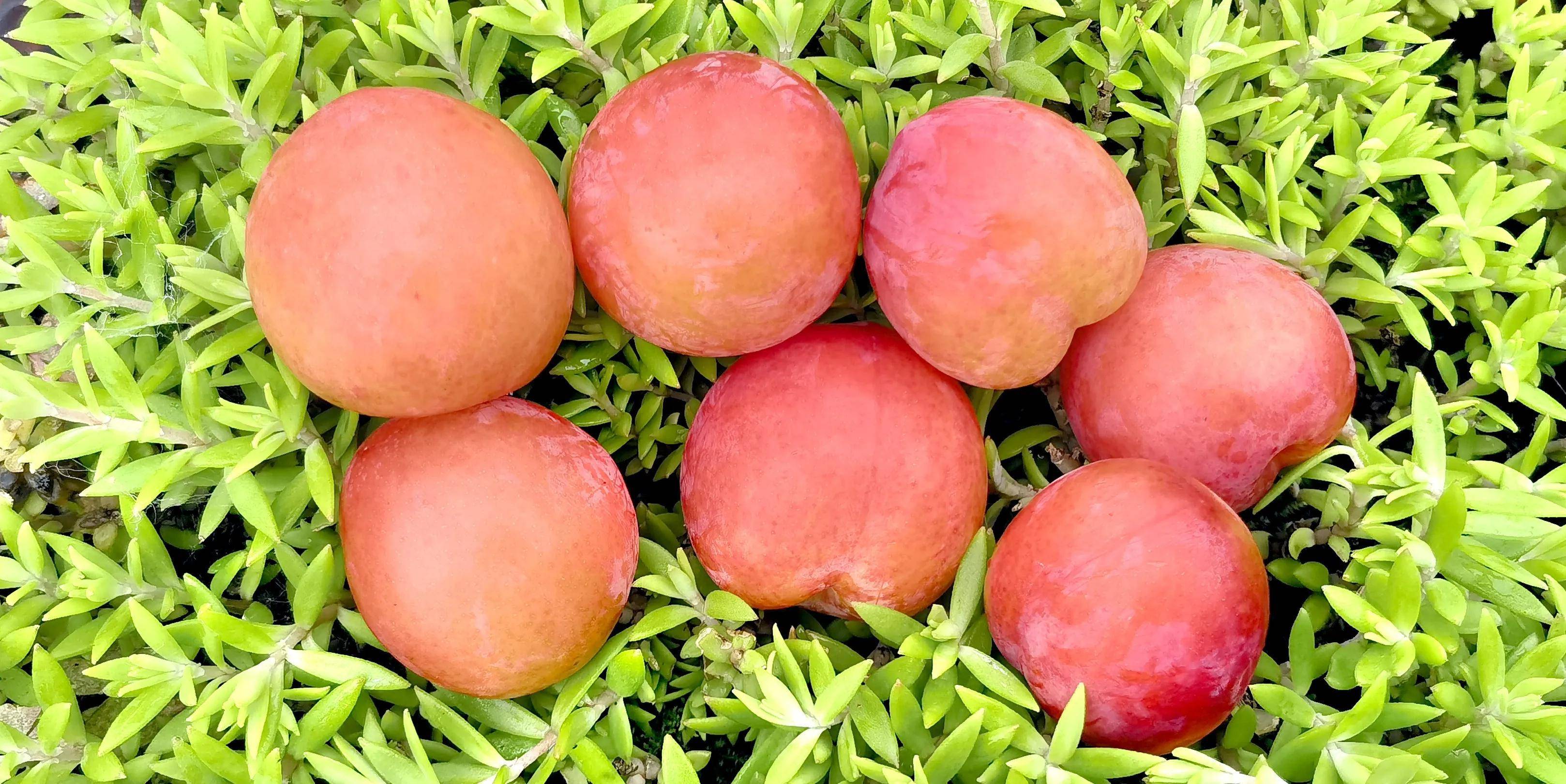 湖北宜昌:一农民种植苹果桃成功,红艳夺目,20元一斤难买到_油桃_果子