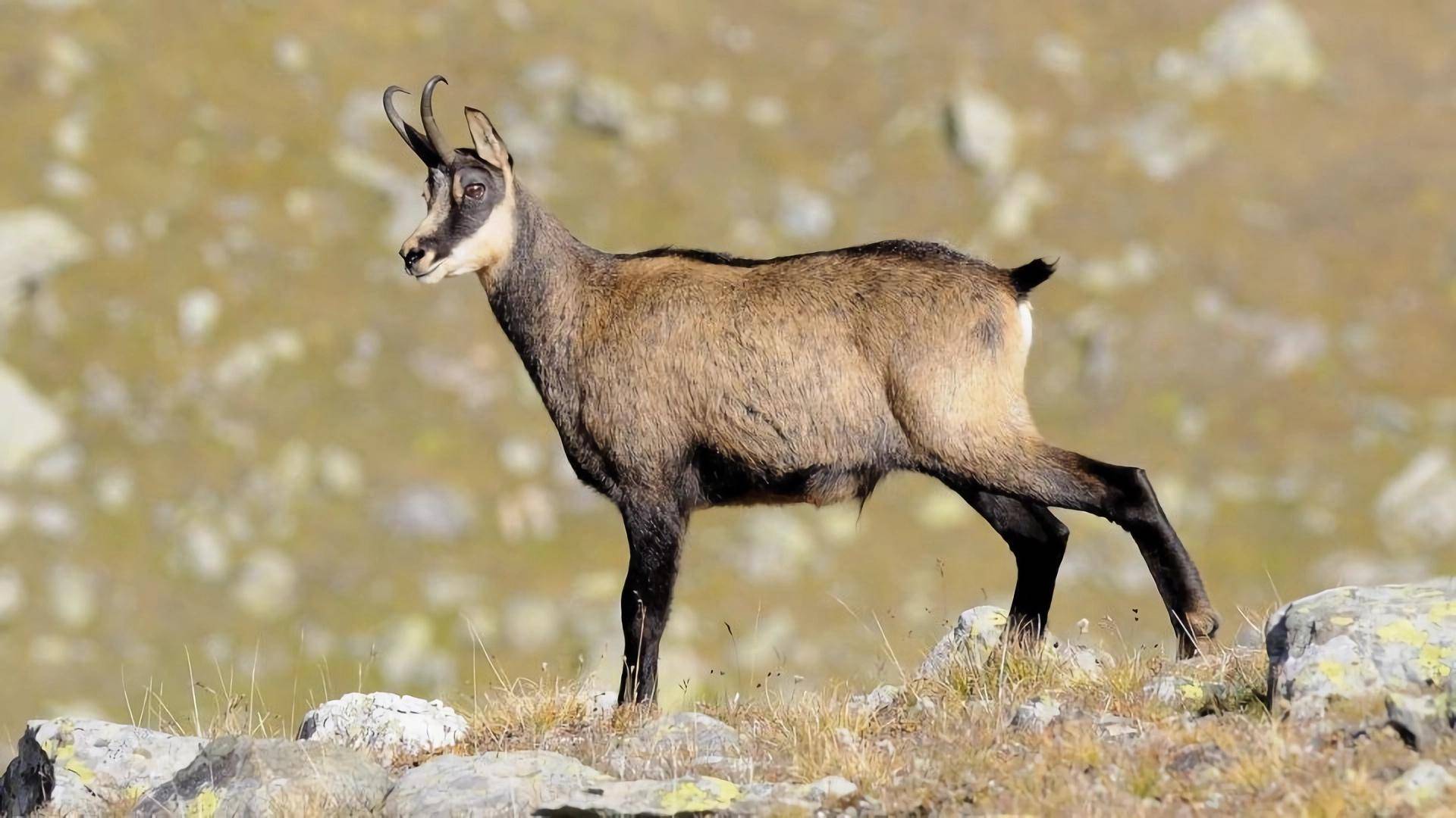 豐富的野生動物